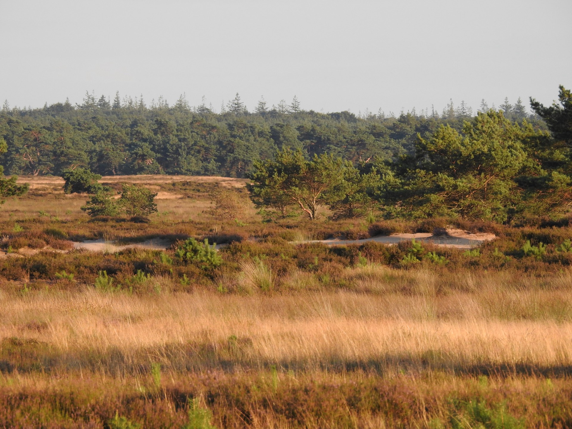 Heidelandschap op de Veluwe