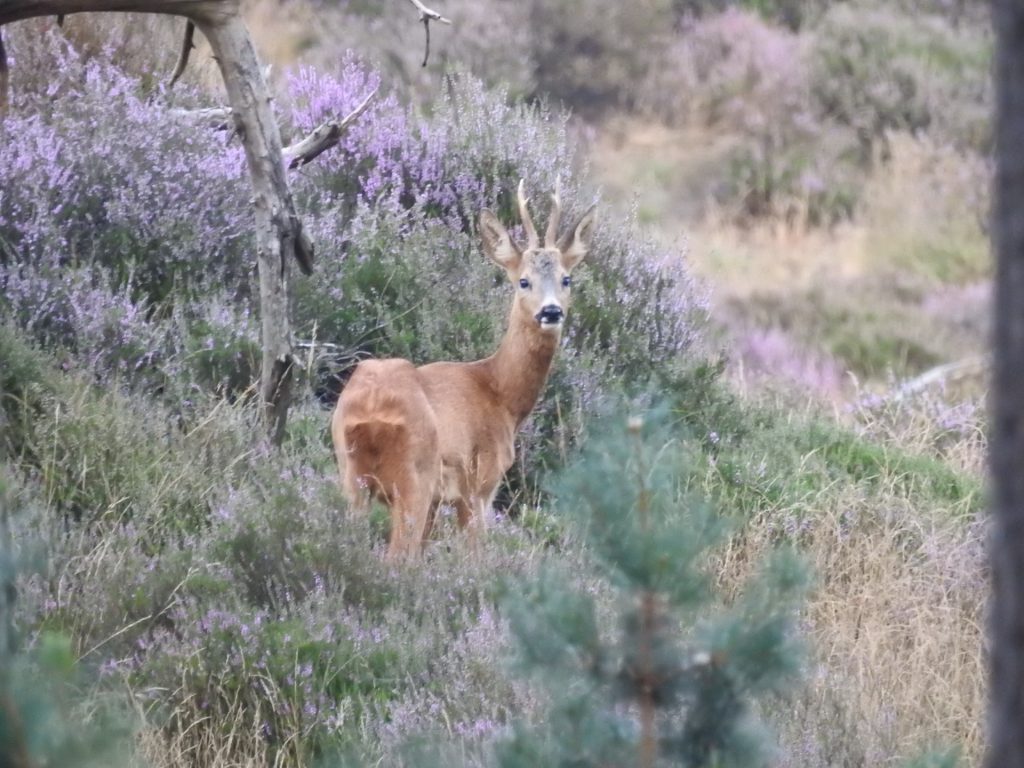 Ree in bloeiende heide