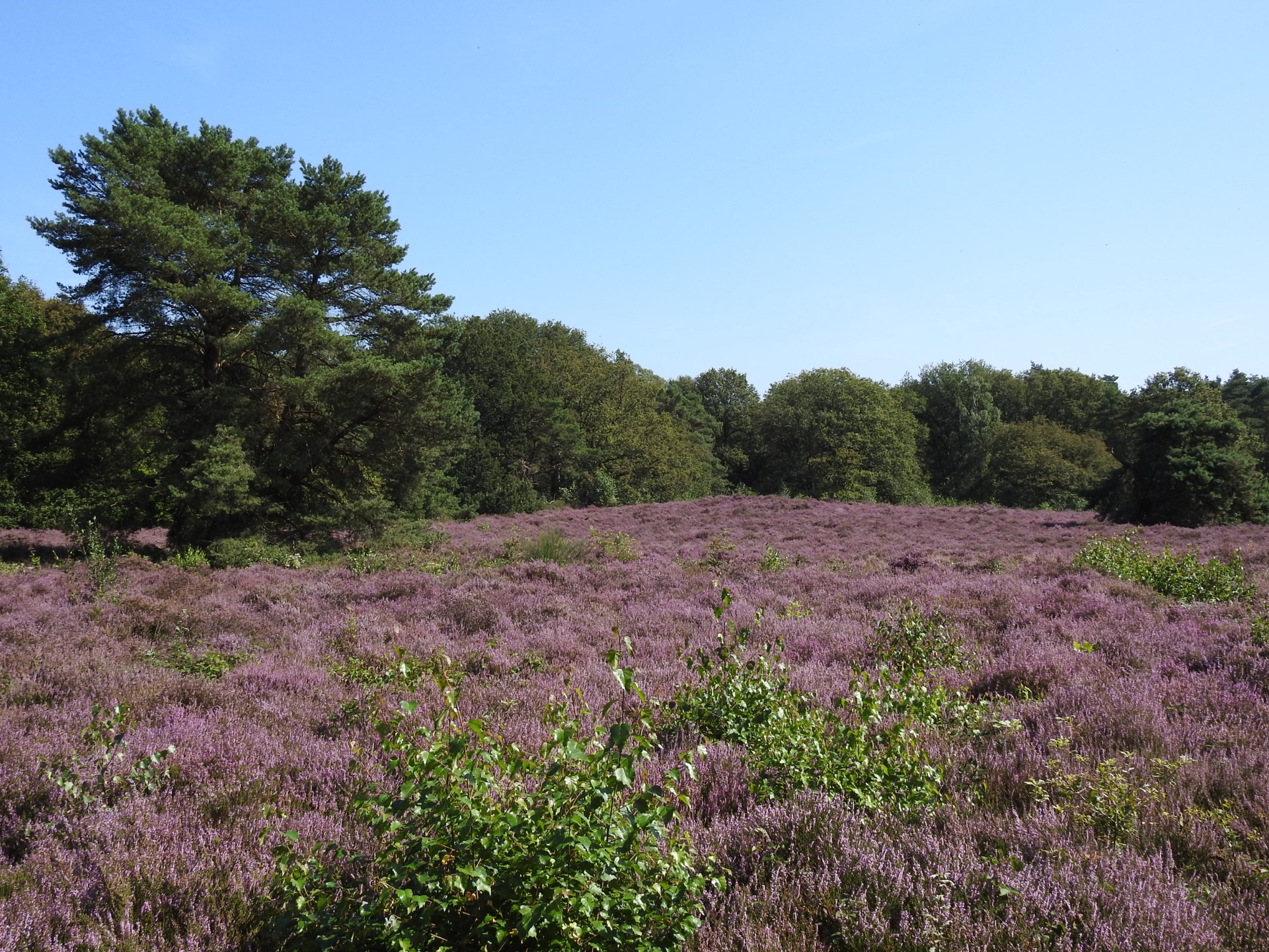 Paarse heide onder een strakblauwe lucht