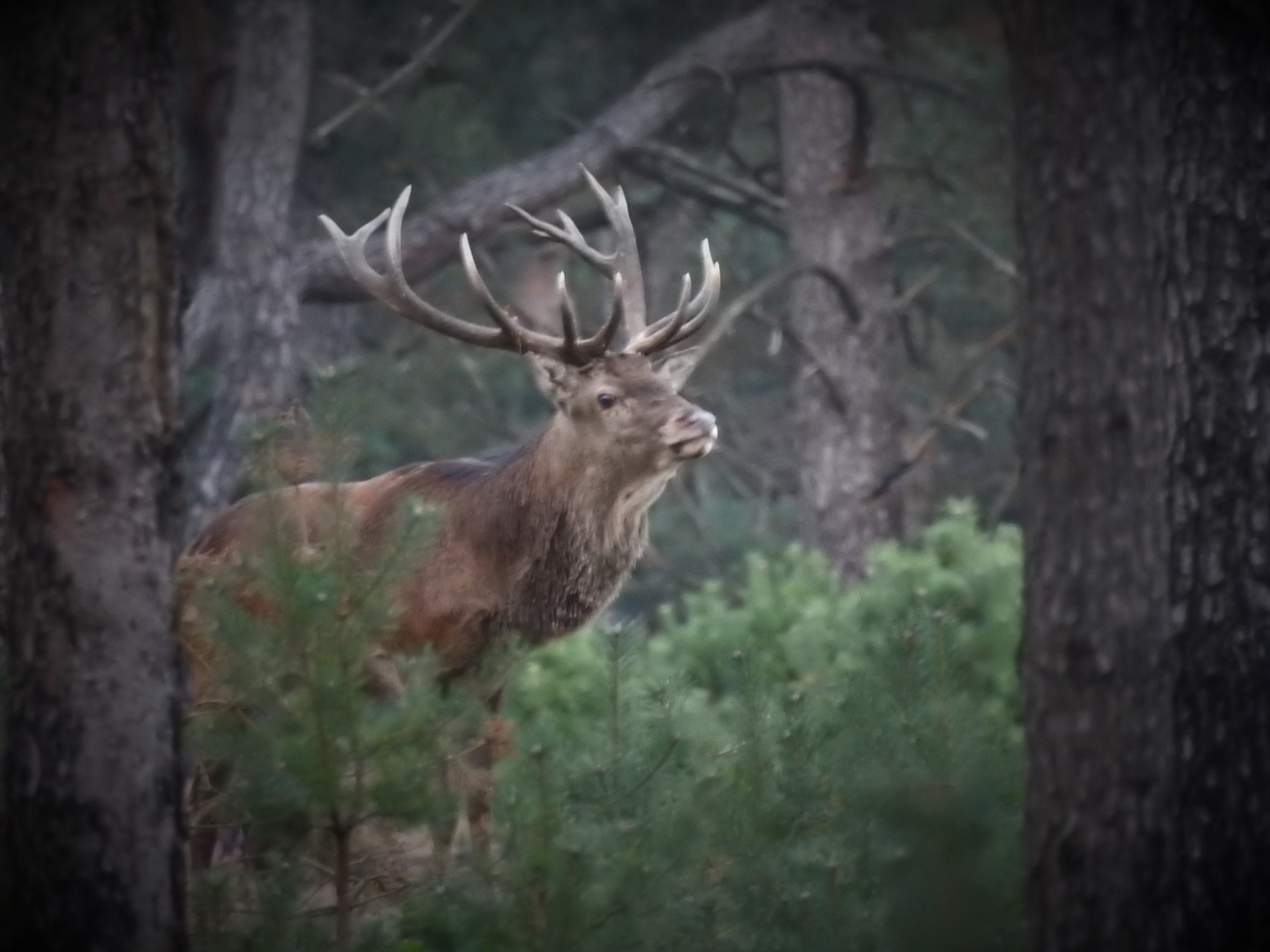Edelhert met gewei in het bos