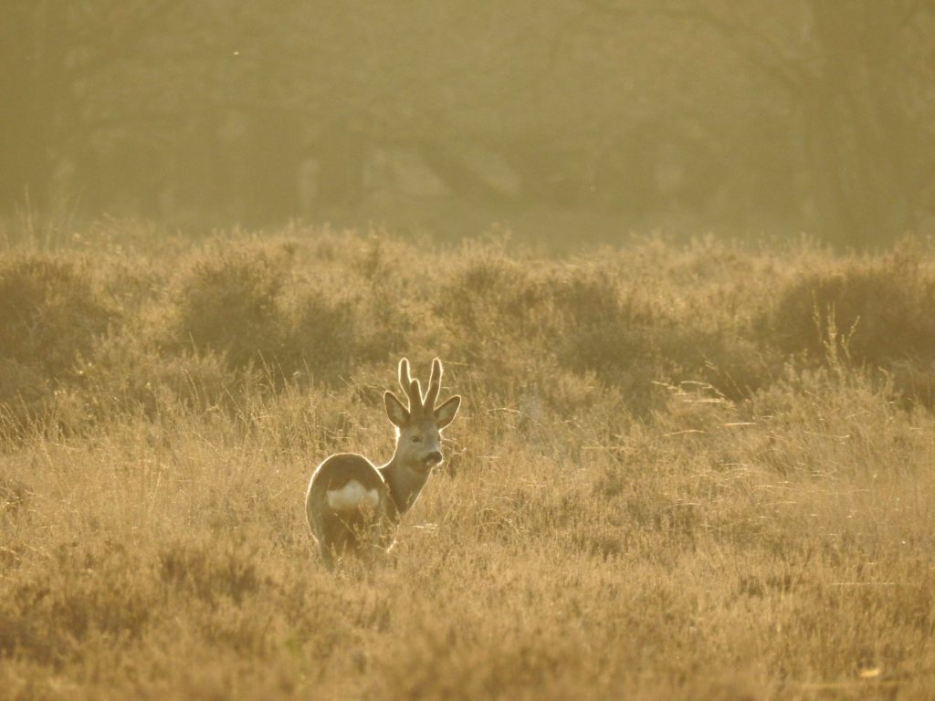 Ree in gouden ochtendlicht
