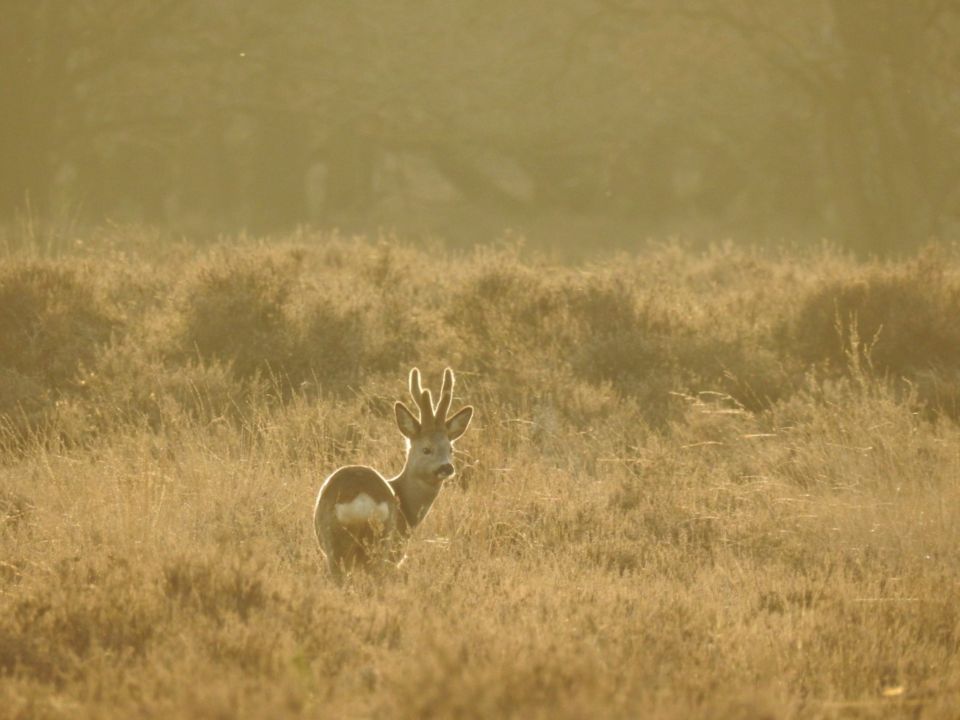 Ree in gouden ochtendlicht